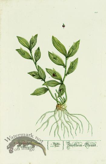 Blackwell German 235